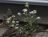 Arabidopsis arenosa. Цветущее и плодоносящее растение. Карелия, г. Петрозаводск, ж.-д. вокзал. 23.05.2026.