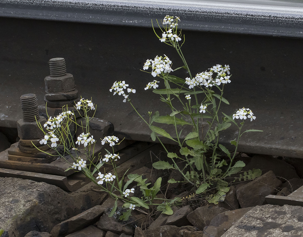 Image of Arabidopsis arenosa specimen.