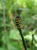 Equisetum hyemale. Стробил. Хабаровский край, г. Комсомольск-на-Амуре, правый берег р. Силинка, перелесок. 25.05.2026.