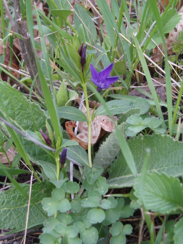 Image of Vinca herbacea specimen.