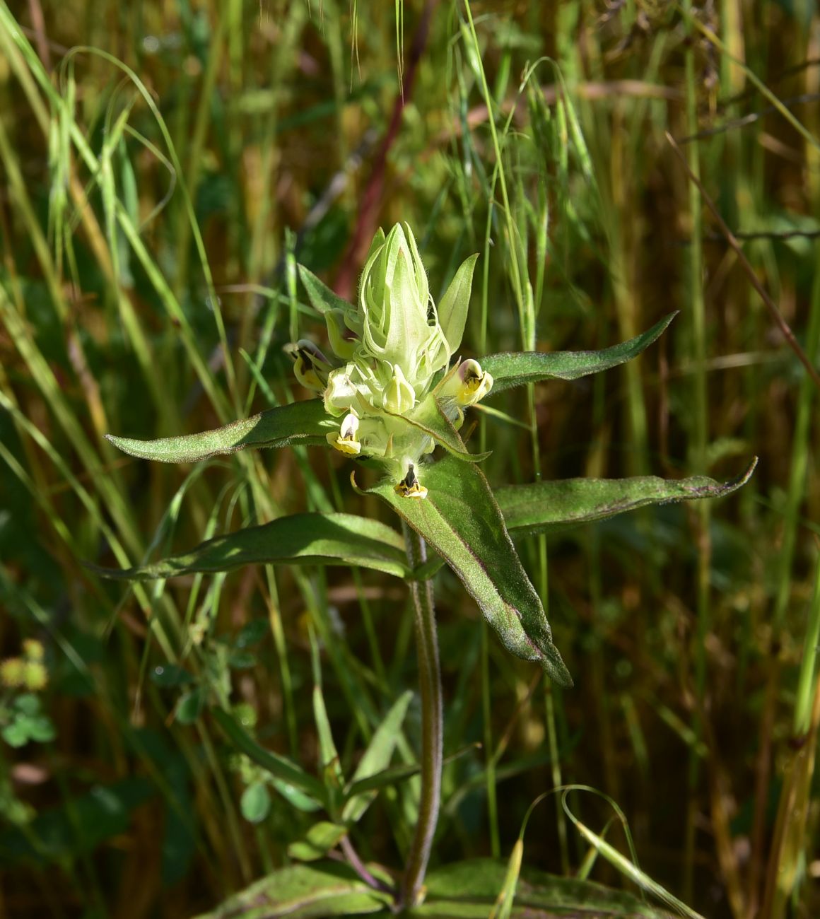 Image of genus Melampyrum specimen.