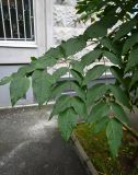 Смотреть изображение Aralia elata