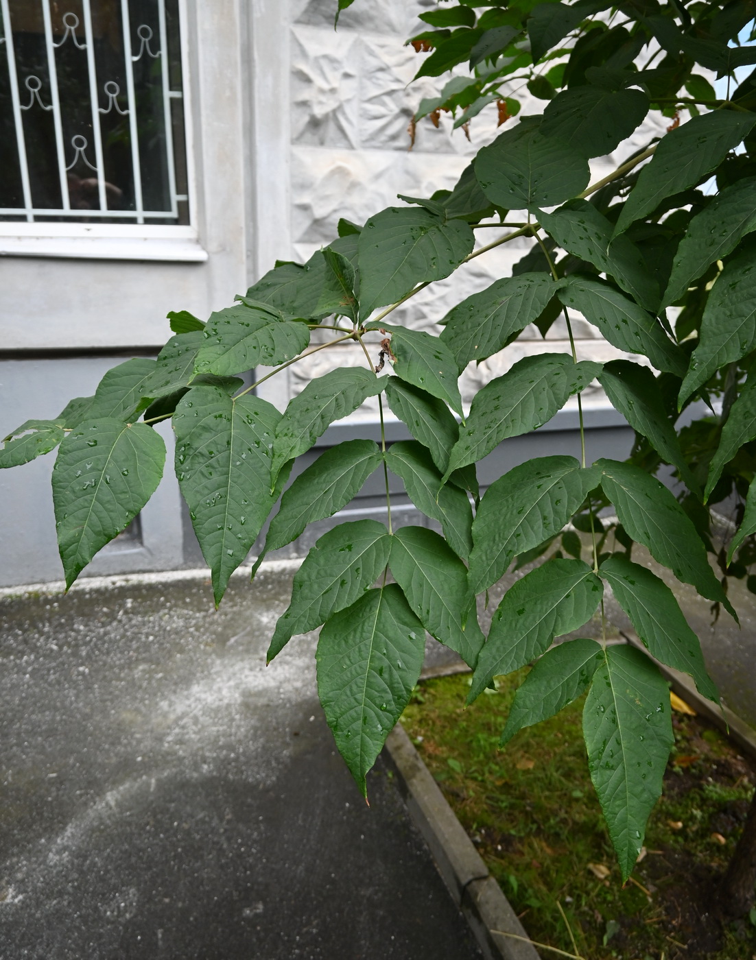 Изображение особи Aralia elata.