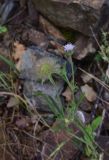 Pterocephalus plumosus. Верхушка цветущего и плодоносящего побега. Турция, ил Артвин, дер. Багджилар (Bağcılar), под скалой. 12 июня 2026 г.