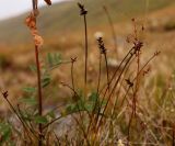 Carex parallela. Женское отцветающее растение в компании с Hedysarum alpinum и Equisetum variegatum (слева), Thalictrum alpinum и Tofieldia pusilla (справа). Полярный Урал, перевал Ханмейнырт (между дол. рек Большой Ханмей и Кемьрезьрузь), незаболоченный луг. 20.08.2026.