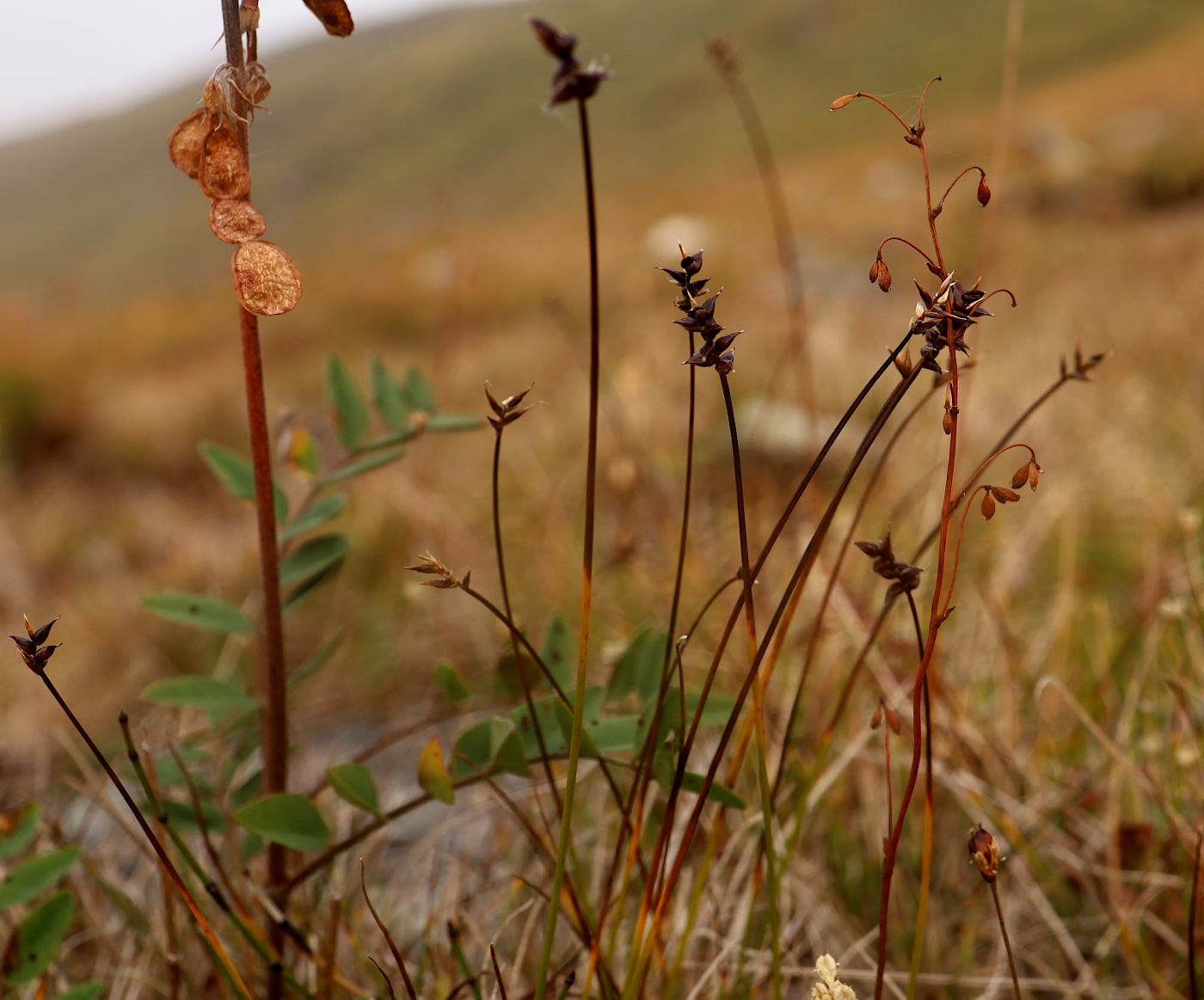 Image of Carex parallela specimen.