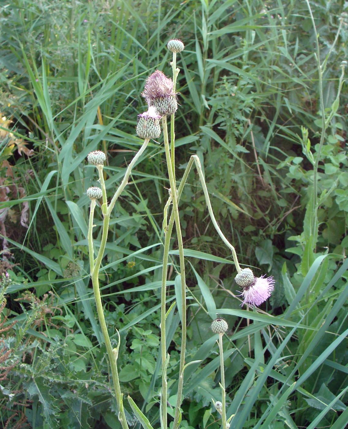 Image of genus Cirsium specimen.