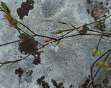 familia Caryophyllaceae. Часть цветущего побега. Абхазия, Гулрыпшский р-н, берег р. Большая Мачара. 14.08.2024.