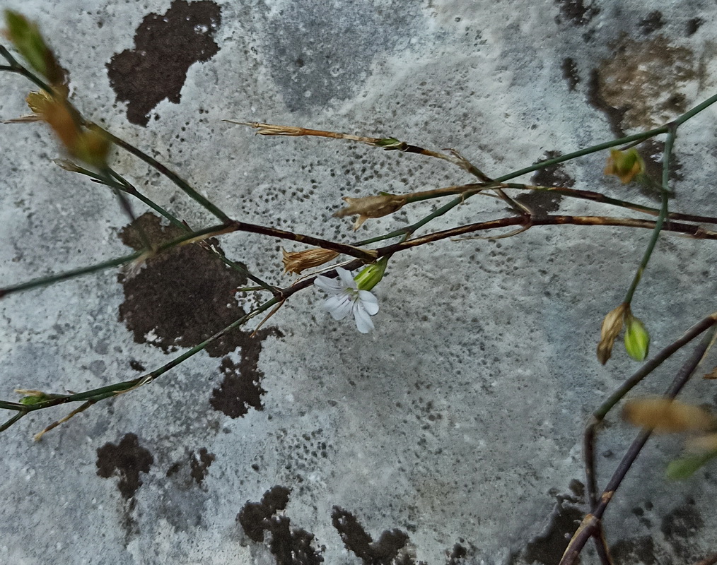 Image of familia Caryophyllaceae specimen.