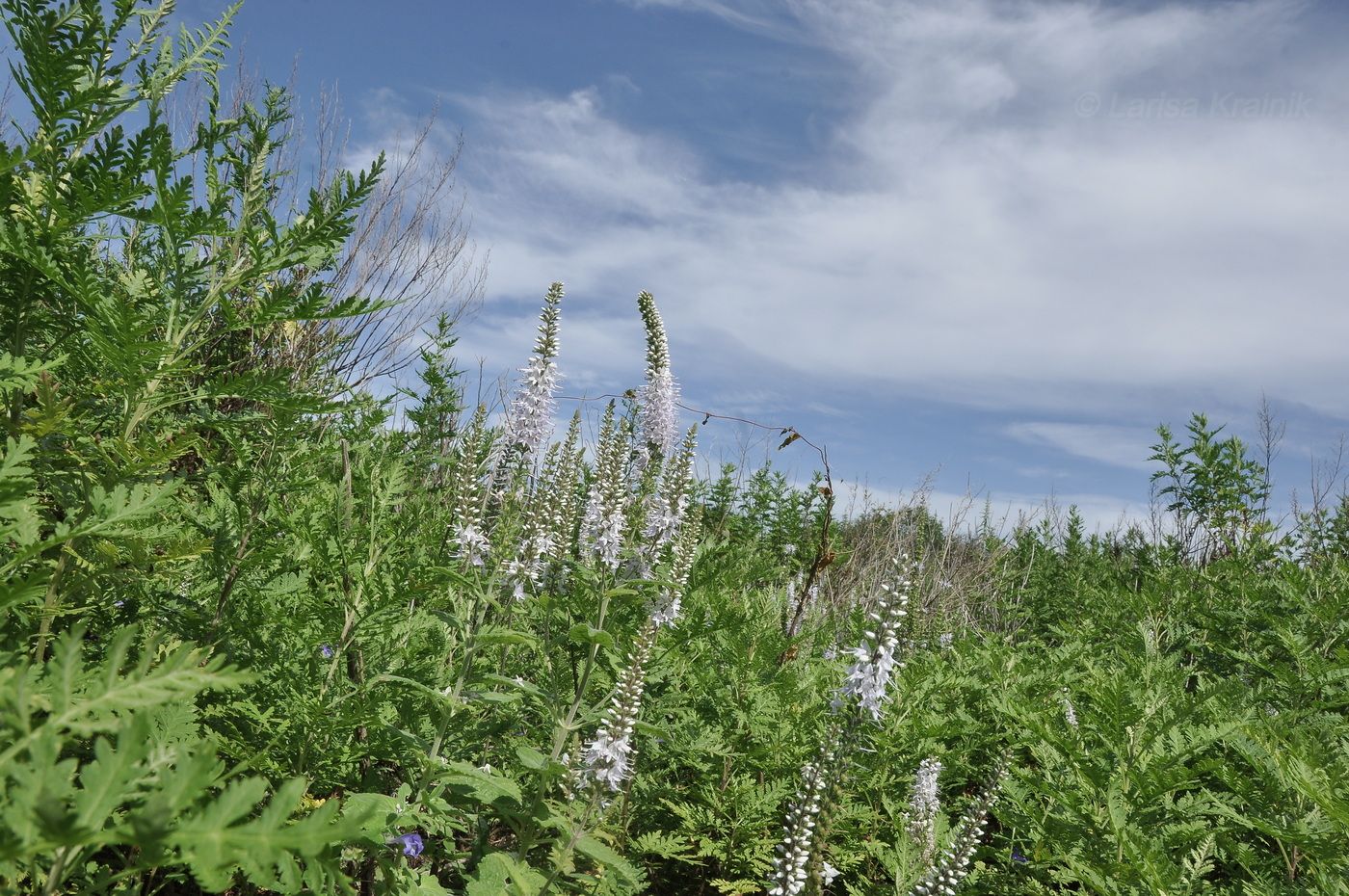 Image of Veronica daurica specimen.