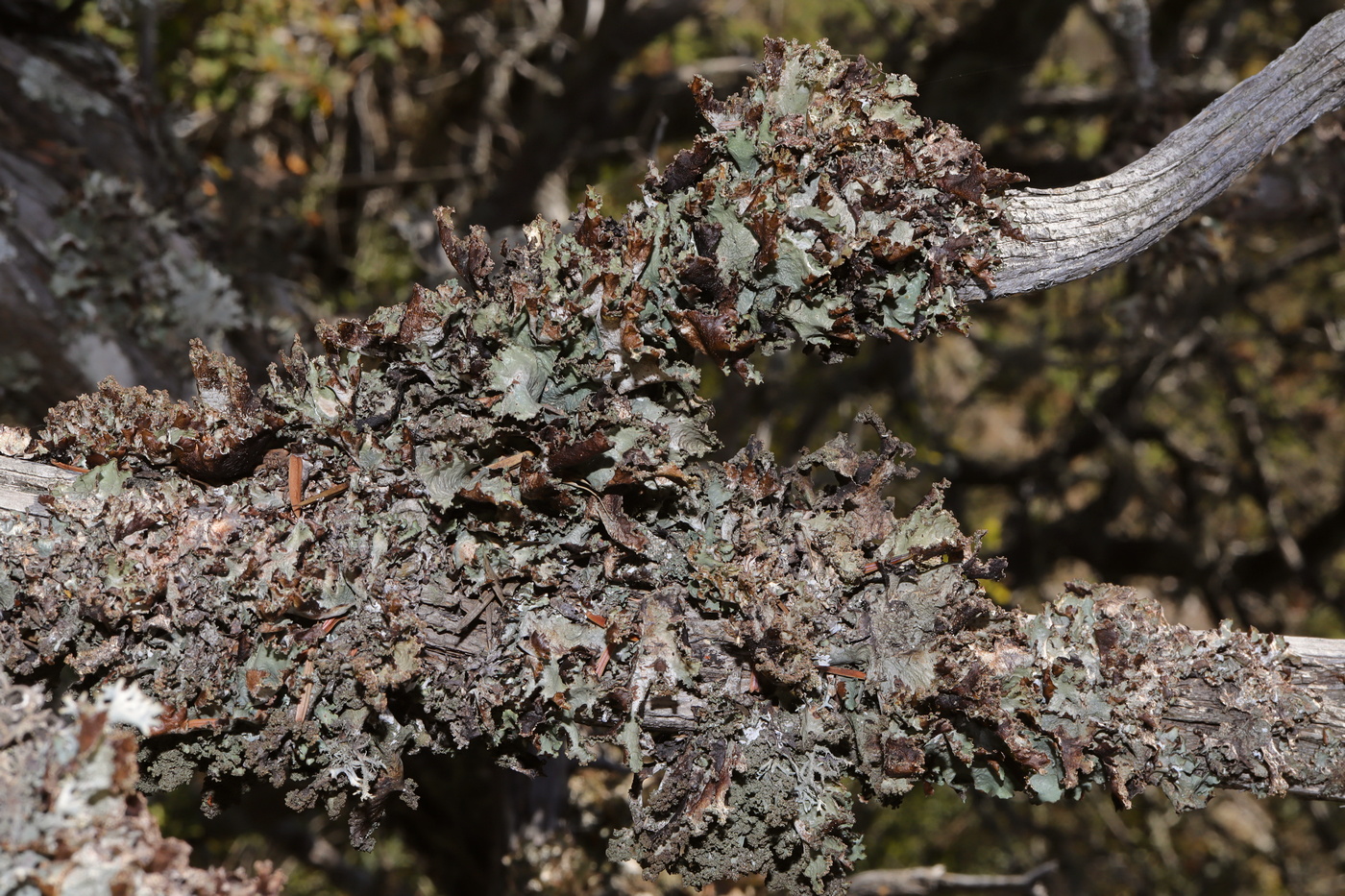 Image of Platismatia glauca specimen.