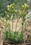 Draba cuspidata. Отцветающее растение. Крым, окр. Ялты, сосновый лес. 29 апреля 2011 г.