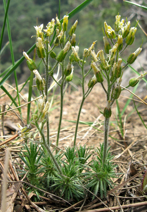 Изображение особи Draba cuspidata.