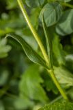 Cerastium purpurascens. Часть побега. Карачаево-Черкесия, Карачаевский р-н, правый борт ущелья Кичкинекол, дол. р. Таллычат, \"Поляна крокусов\", ≈ 2810 м н.у.м, каменистый альпийский луг. 13.08.2026.