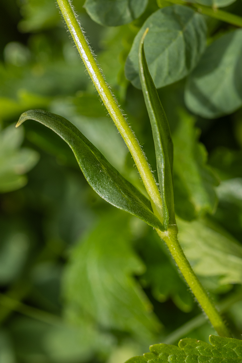 Image of Cerastium purpurascens specimen.