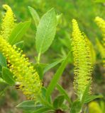 genus Salix