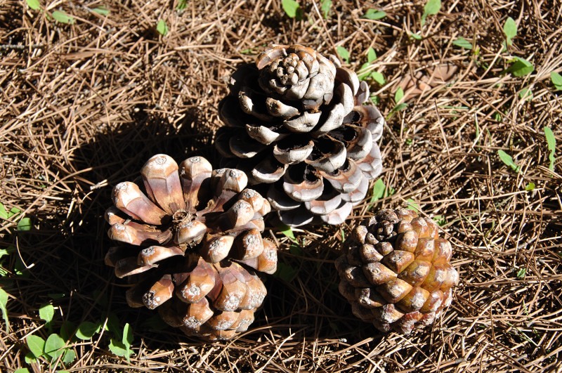 Изображение особи Pinus pinea.