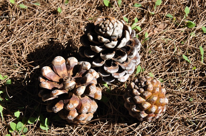 Image of Pinus pinea specimen.