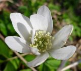 Anemone altaica