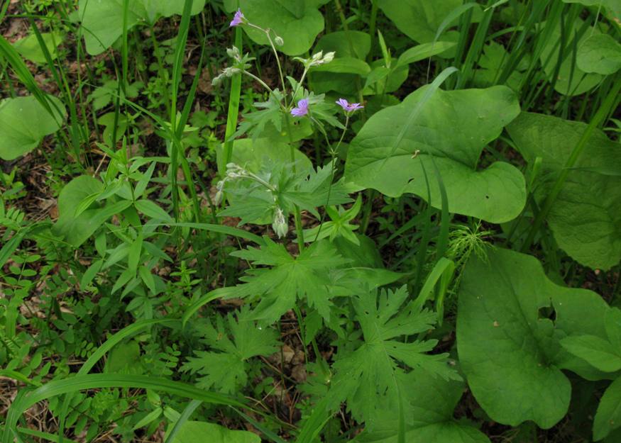 Image of Geranium pseudosibiricum specimen.