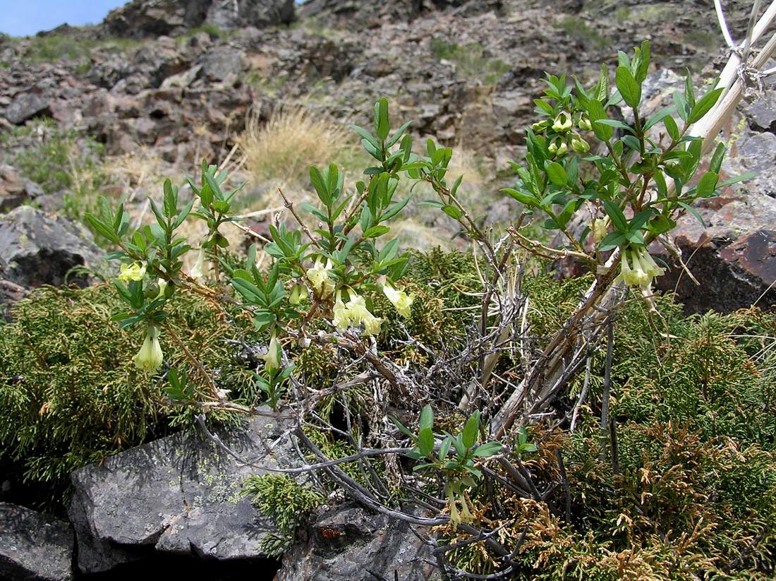 Image of Lonicera hispida specimen.
