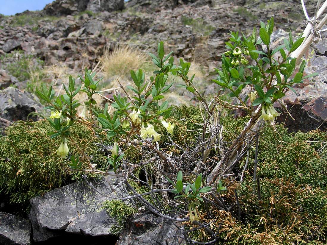 Изображение особи Lonicera hispida.