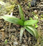 Sagittaria sagittifolia. Проросток. Ярославская обл., Мышкинский р-н, дер. Кокошилово, р. Ломиха, обсохшая отмель. 08.06.2011.