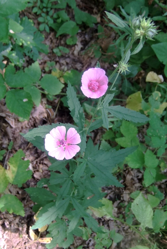 Изображение особи Althaea cannabina.