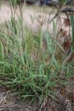 Gypsophila fastigiata