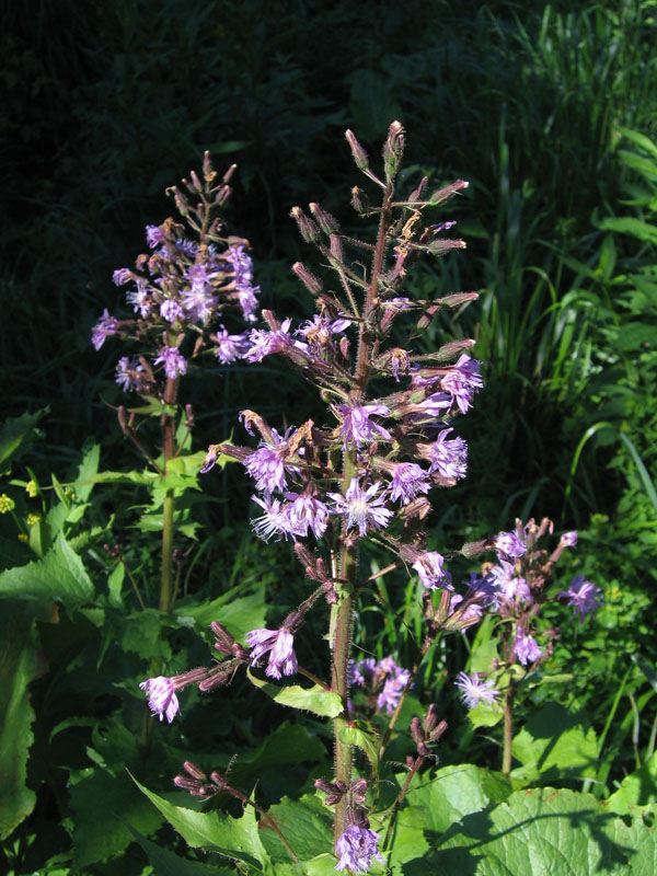 Image of Cicerbita alpina specimen.