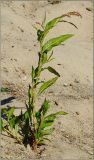 Persicaria lapathifolia. Цветущее растение. Чувашия, окр. г. Шумерля, правый берег р. Сура, Наватские пески. 10 августа 2011 г.