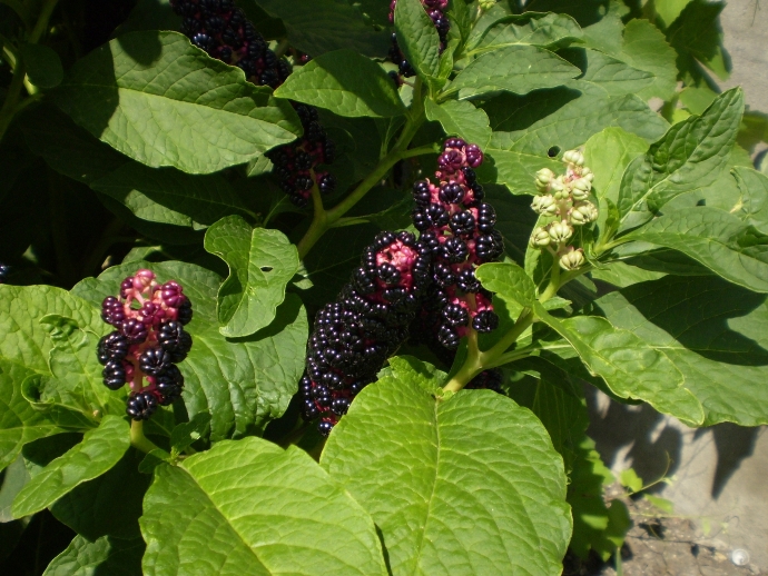 Image of Phytolacca acinosa specimen.