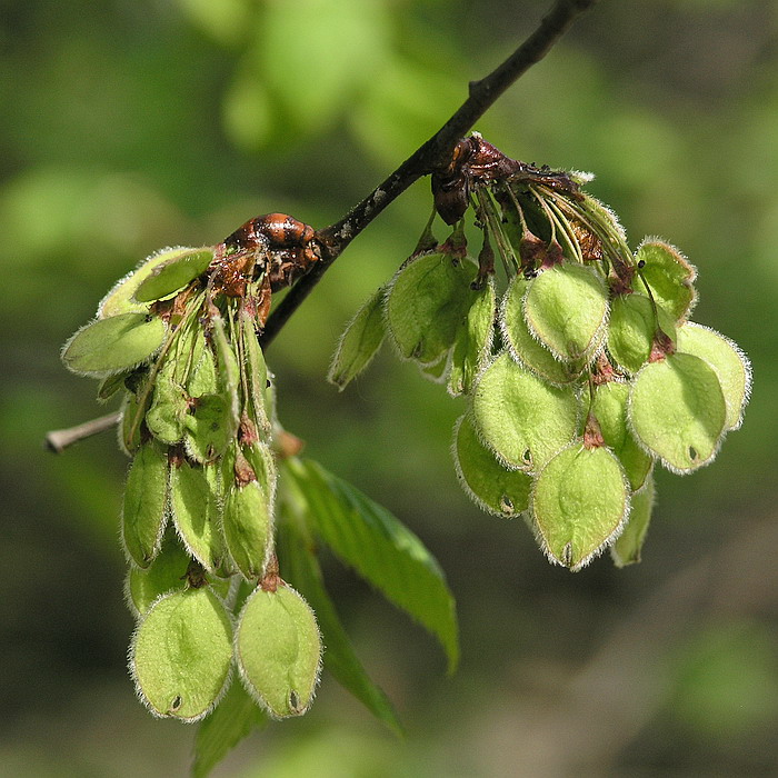 Изображение особи Ulmus laevis.