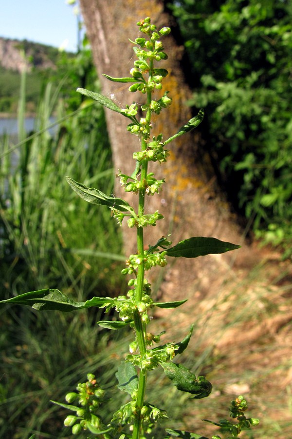 Image of Rumex conglomeratus specimen.