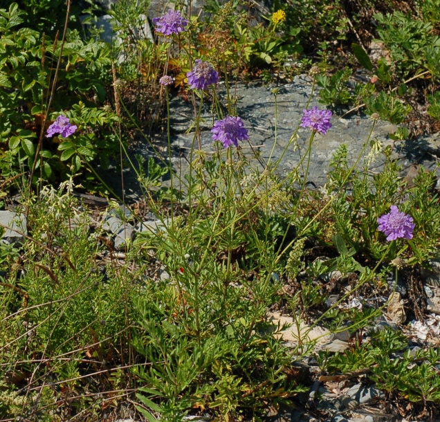 Image of Scabiosa lachnophylla specimen.