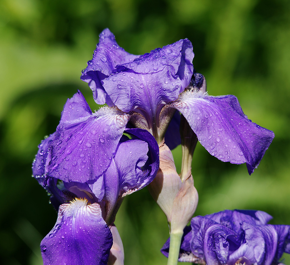 Изображение особи Iris nyaradyana.