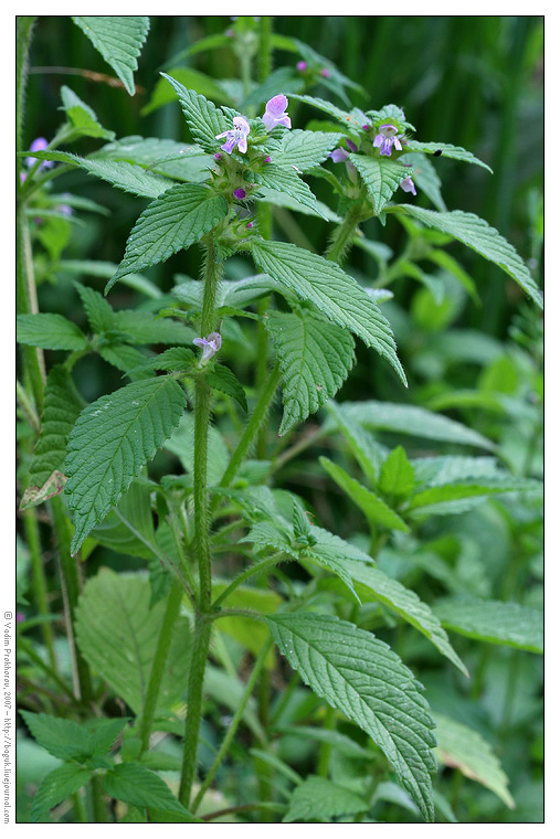 Изображение особи Galeopsis bifida.