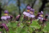 Cymbalaria muralis. Цветущие растения. Крым, Севастополь, Максимова дача. 24.04.2017.