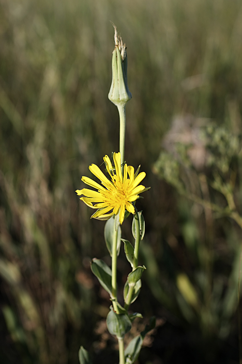 Изображение особи Tragopogon orientalis.