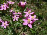 Centaurium uliginosum. Верхушка цветущего растения. Узбекистан, хр. Нуратау, Нуратинский заповедник, ур. Маджерумсай, на сазе. 29.06.2011.