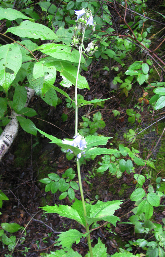 Изображение особи Adenophora pereskiifolia.