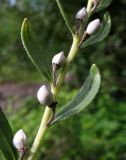 Lithospermum officinale