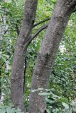 Alnus incana