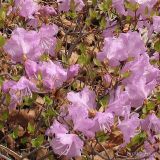 Rhododendron mucronulatum