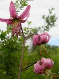 Lilium pilosiusculum