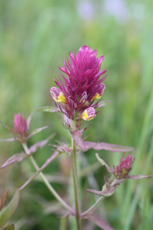 Image of Melampyrum arvense specimen.