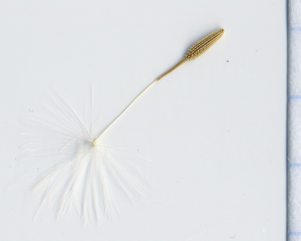 Image of Taraxacum promontoriorum specimen.