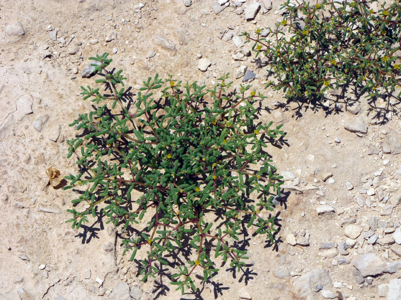 Изображение особи Tetraena simplex.