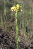 Rapistrum rugosum