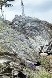 Dracocephalum palmatum. Цветущие растения на скале. Якутия, севернее впадения Ольчана в Томпо, на склонах вершины 1223. 29.06.1984.